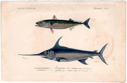Spanish Mackarel, Swordfish